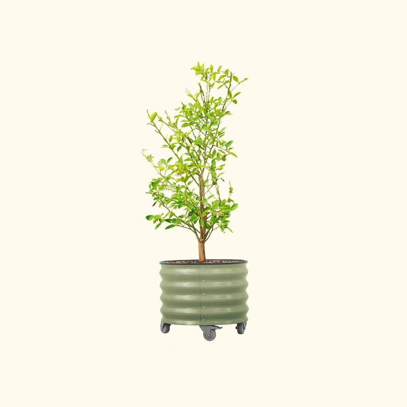 Vego Garden 20 Gallon Rolling Planter Metal Citrus Tree Planter with Wheels for Patio, Porch & Backyard