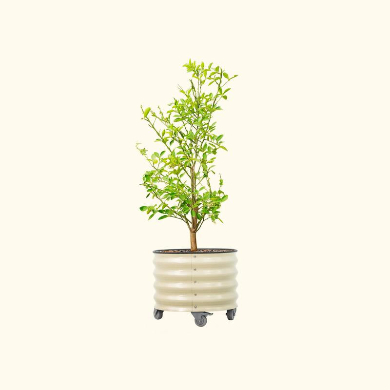 Vego Garden 20 Gallon Rolling Planter Metal Citrus Tree Planter with Wheels for Patio, Porch & Backyard