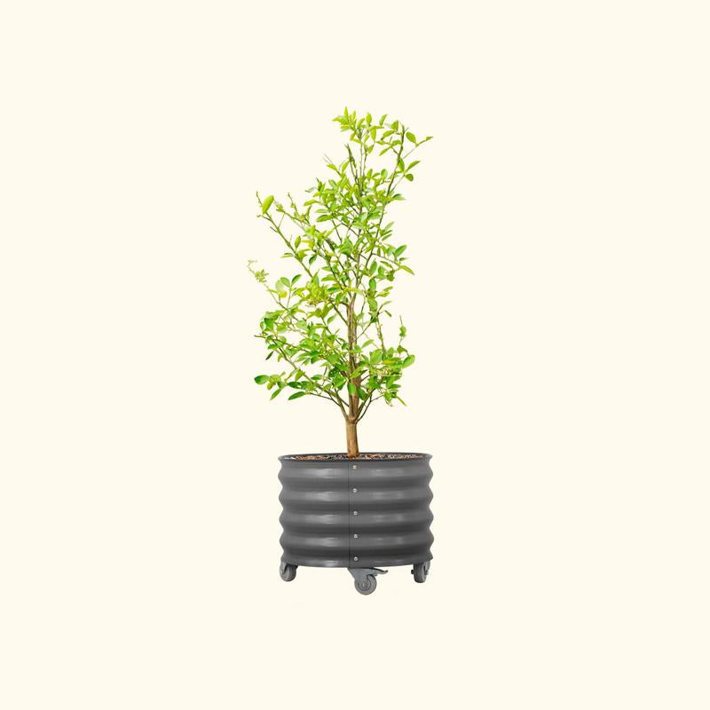 Vego Garden 20 Gallon Rolling Planter Metal Citrus Tree Planter with Wheels for Patio, Porch & Backyard